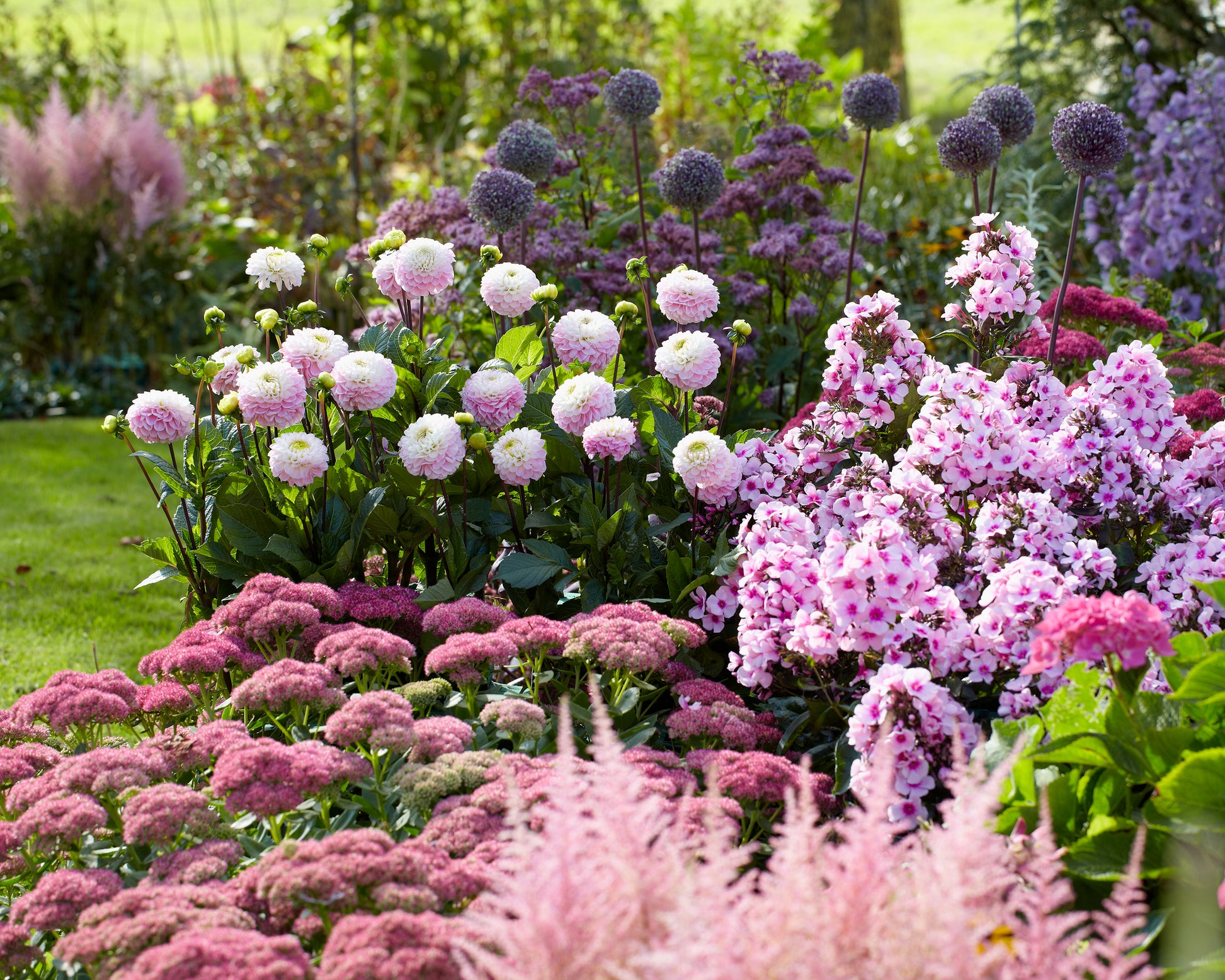 Dahlia 'Wizard of Oz' tubers — Buy online at Farmer Gracy UK