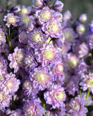 Delphinium bare roots