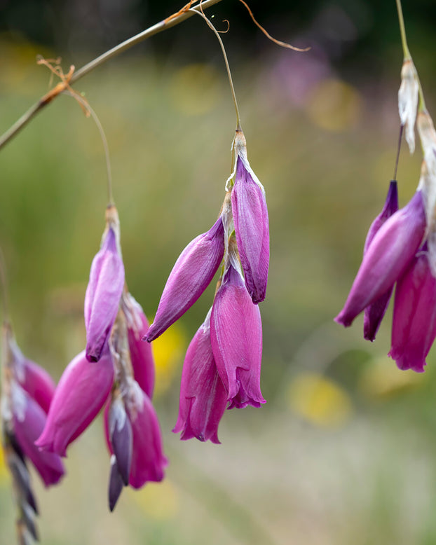 Dierama pulcherrimum