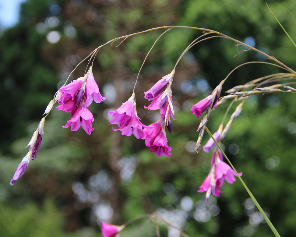 Dierama pulcherrimum