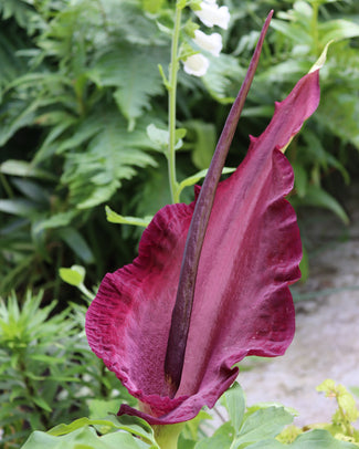 Arum bulbs (Lords & Ladies)