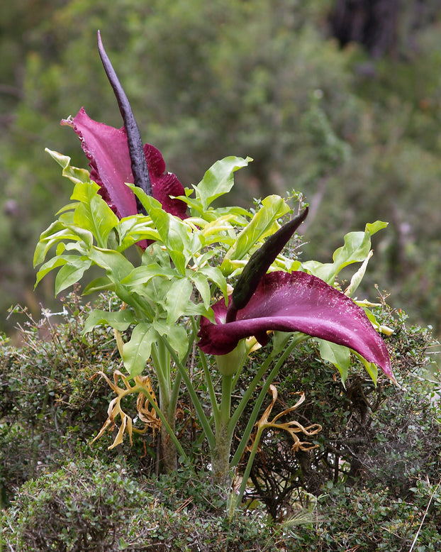 Dracunculus vulgaris