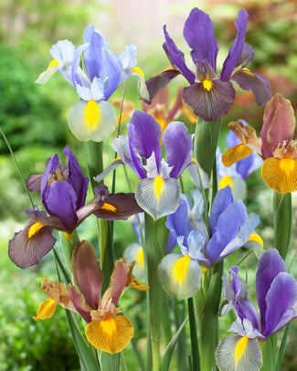 Dutch iris bulbs