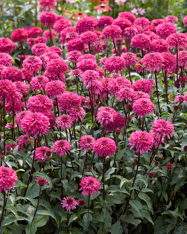 Echinacea 'Blackberry Truffle'