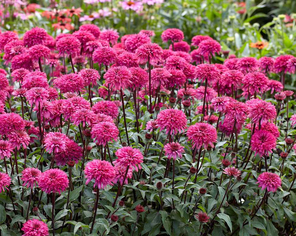 Echinacea 'Blackberry Truffle'