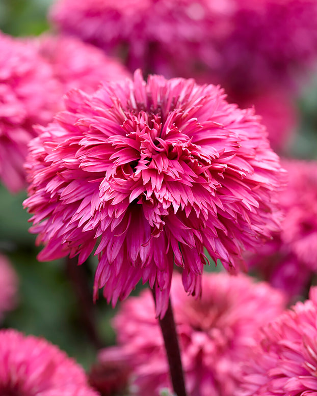 Echinacea 'Blackberry Truffle'