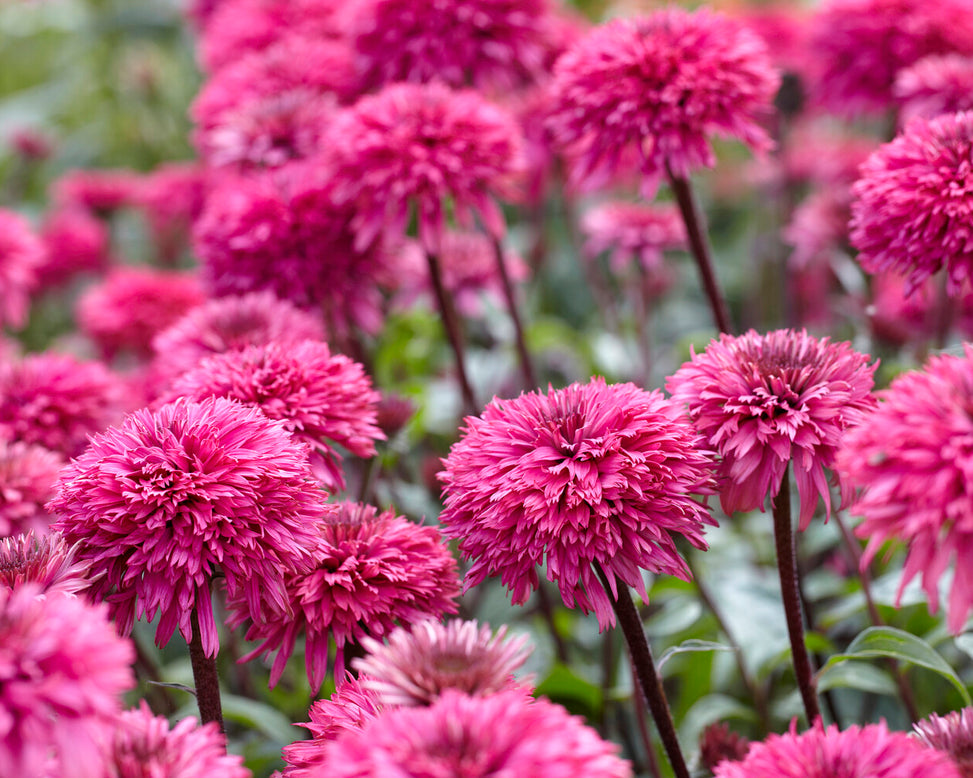 Echinacea 'Blackberry Truffle'