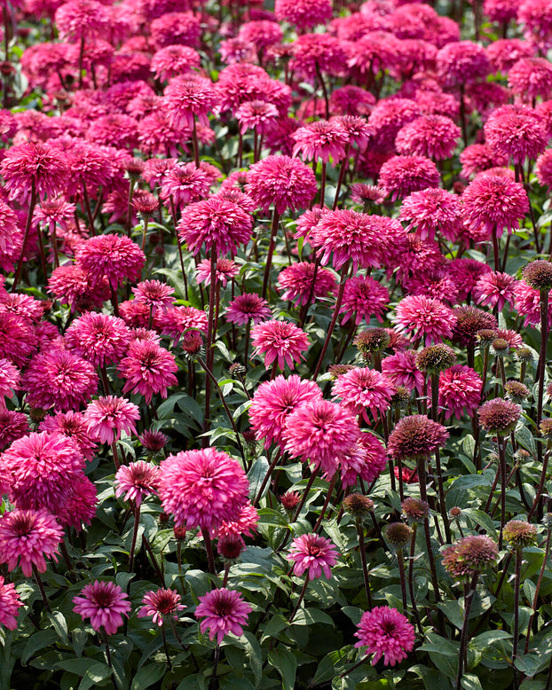 Echinacea 'Blackberry Truffle'