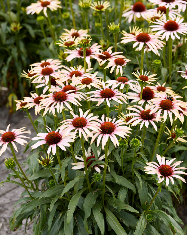 Echinacea 'Blushing Meadow Mama'