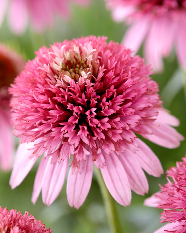 Echinacea 'Butterfly Kisses'