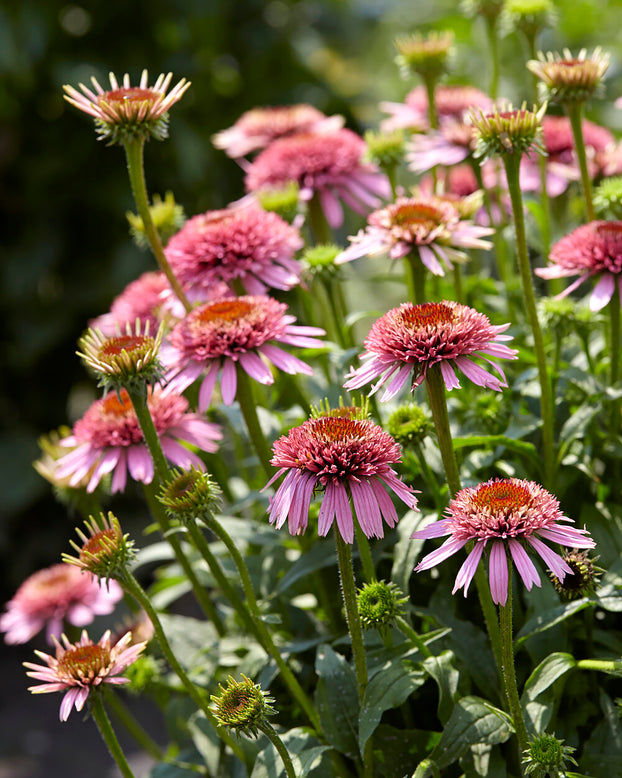 Echinacea 'Butterfly Kisses'