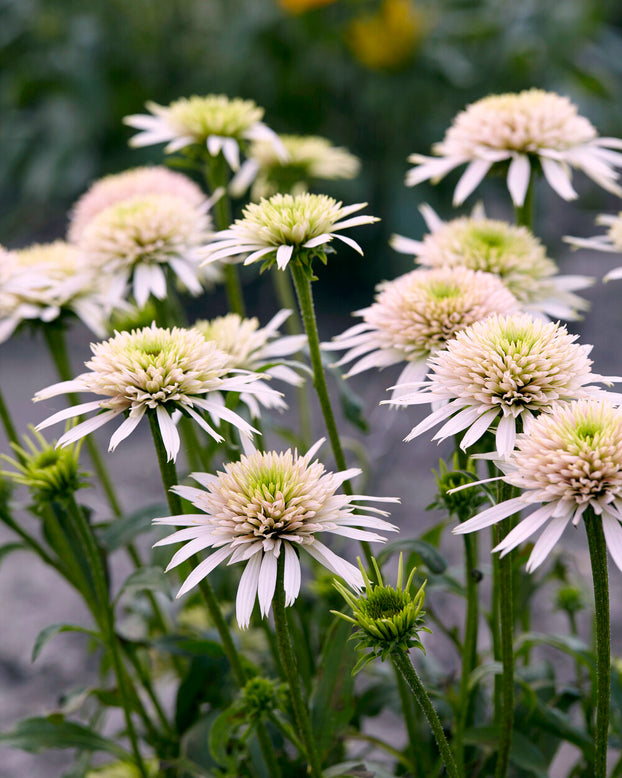 Echinacea 'Cherry Fluff'