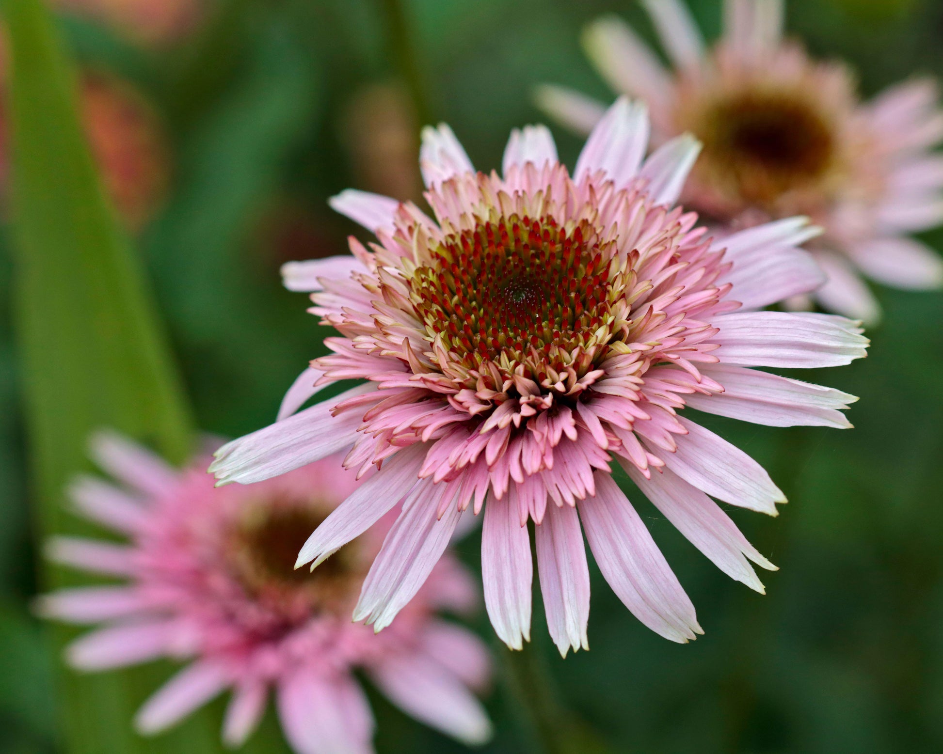 Echinacea Cherry Fluff Bare Roots — Buy Cream White Coneflowers Online At Farmer Gracy Uk 9881