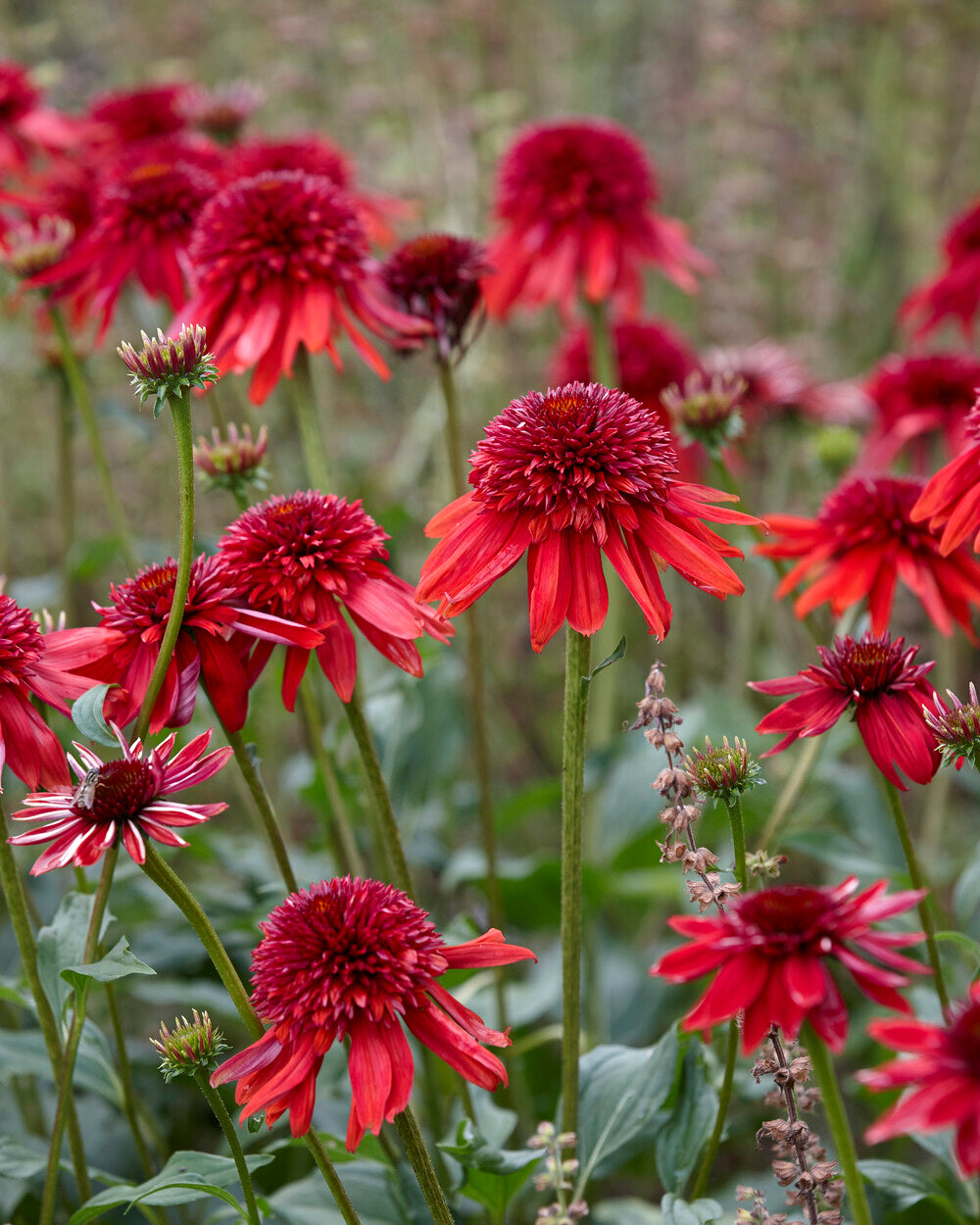 Echinacea Eccentric Bare Roots — Buy Red Coneflowers Online At Farmer Gracy Uk 6456