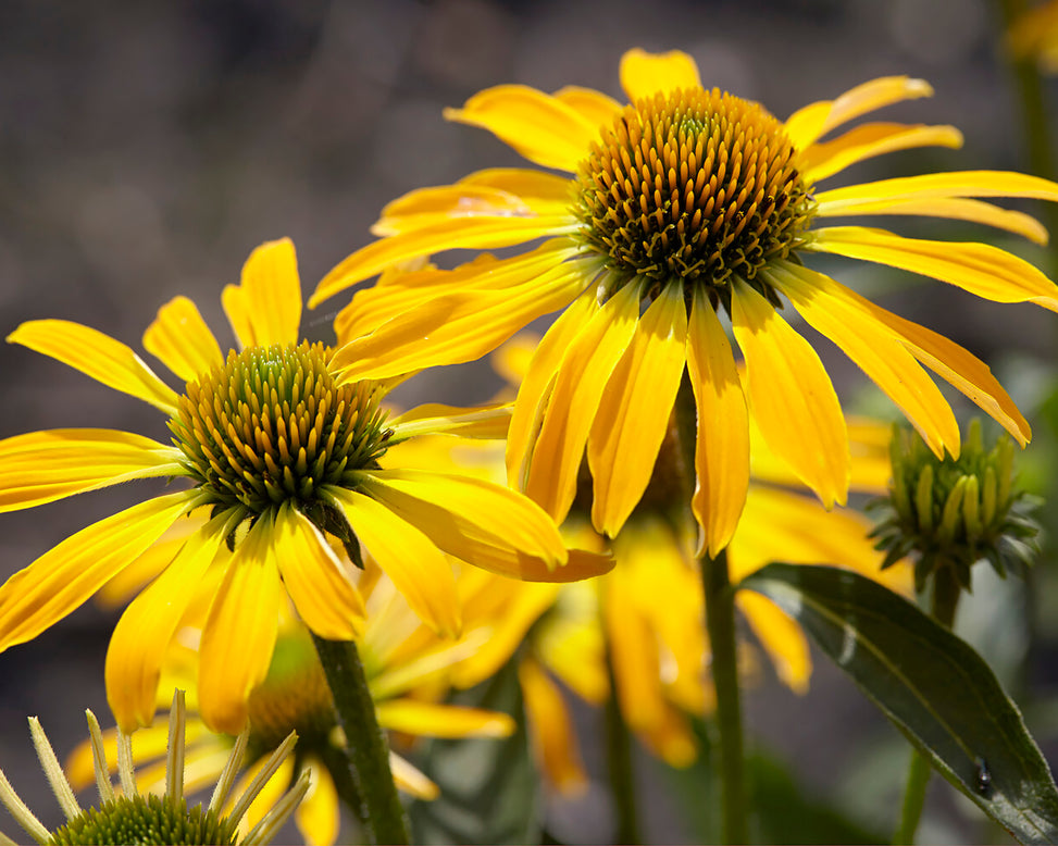 Echinacea 'Golden Skipper'