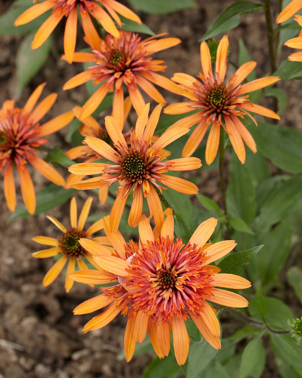 Echinacea Irresistible Bare Roots — Buy Apricot Coneflowers Online At Farmer Gracy Uk 8932