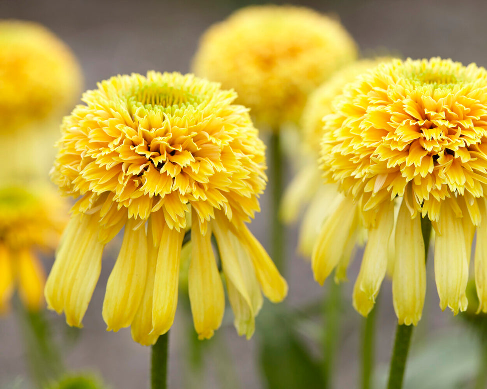 Echinacea 'Lemon Drop'