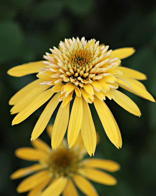 Echinacea 'Lemon Drop'