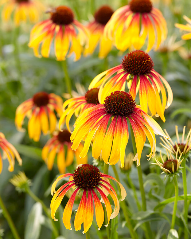 Echinacea 'Parrot'