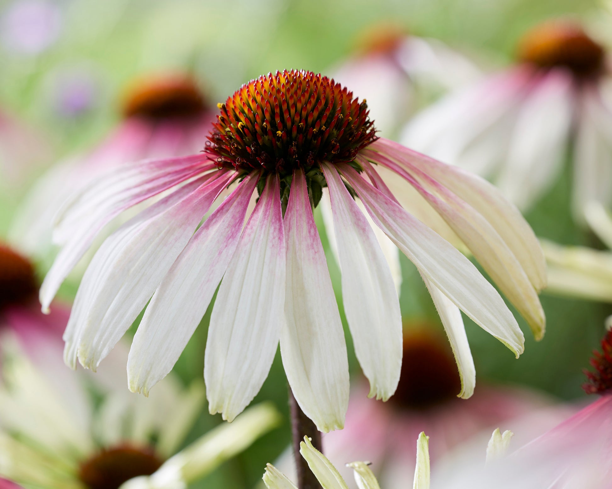 Echinacea Purpurea Pretty Parasols Bare Roots — Buy Exclusive Coneflowers Online At Farmer 4523