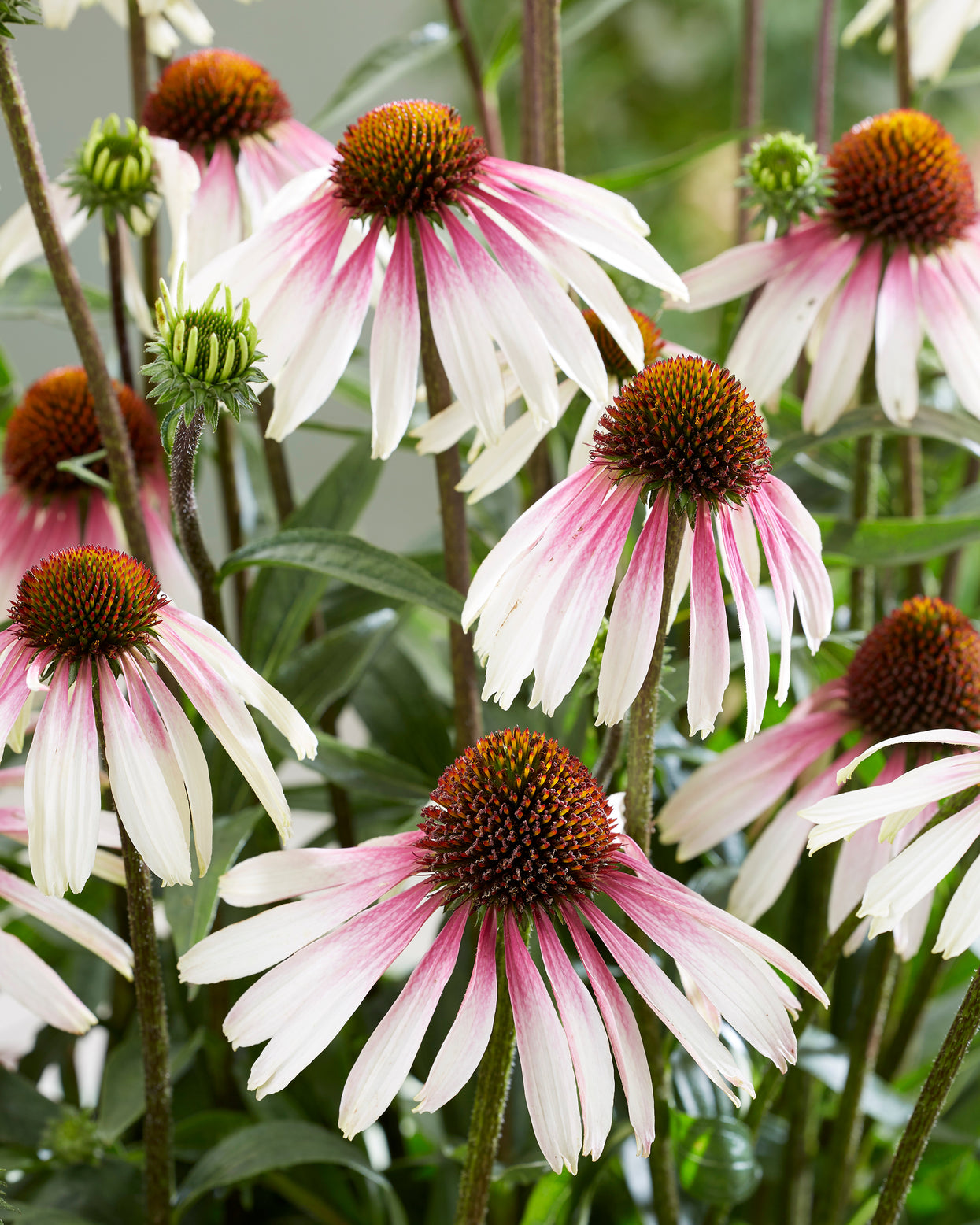 Echinacea Purpurea Pretty Parasols Bare Roots — Buy Exclusive Coneflowers Online At Farmer 0198