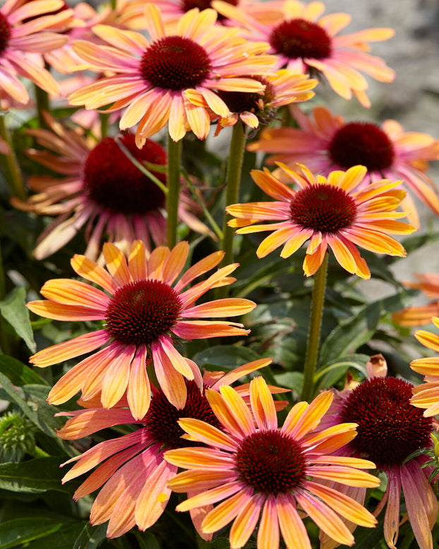 Echinacea 'Rainbow Marcella'