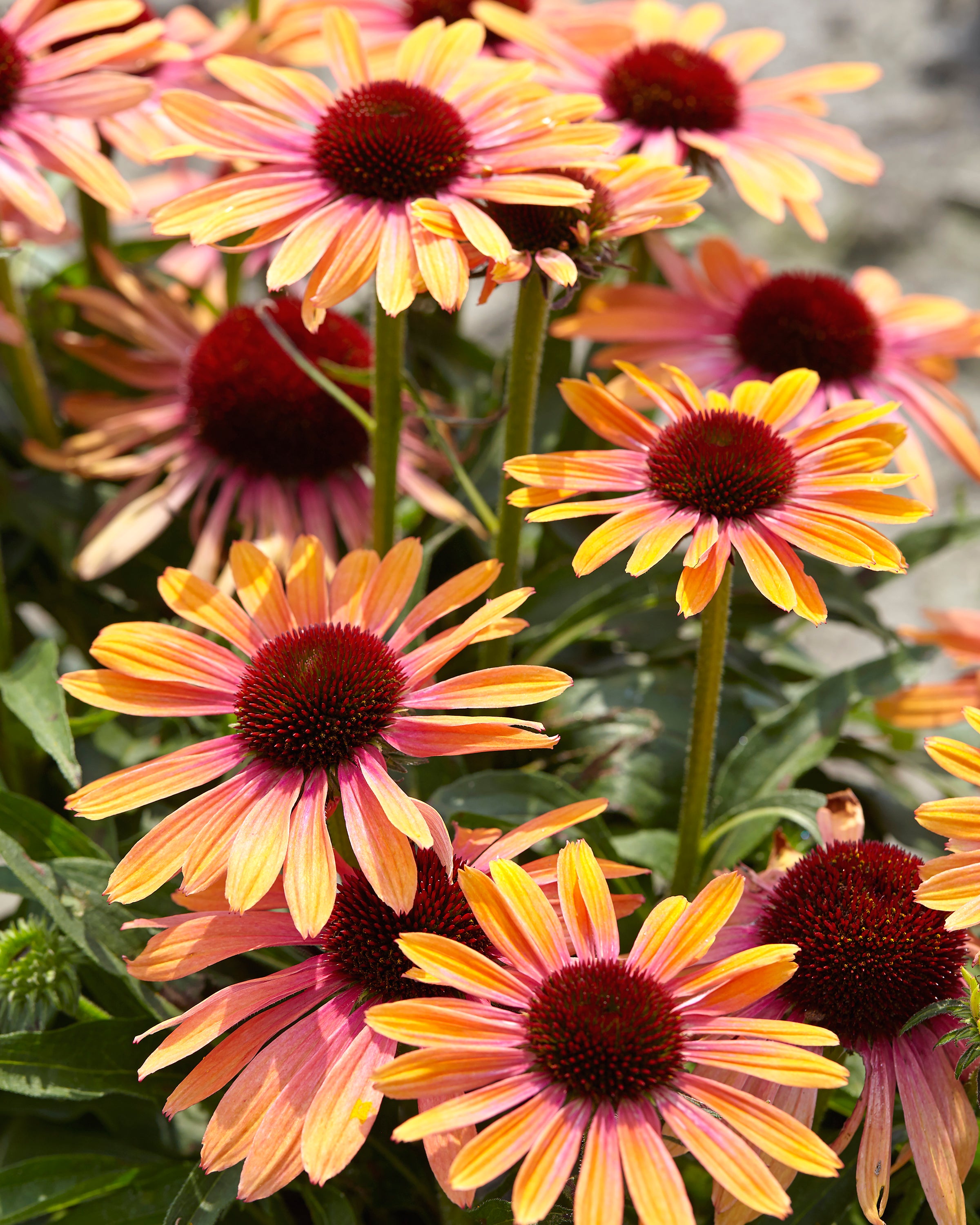 Echinacea Rainbow