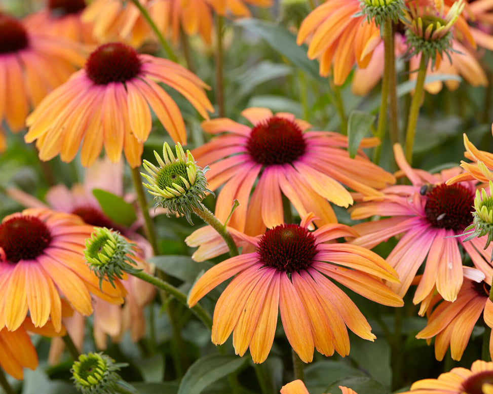 Echinacea 'Rainbow Marcella'