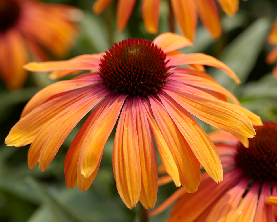 Echinacea 'Rainbow Marcella'