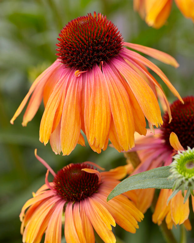 Echinacea 'Rainbow Marcella'