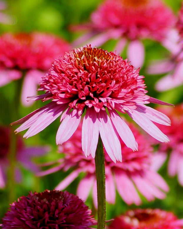 Echinacea 'Raspberry Truffle'