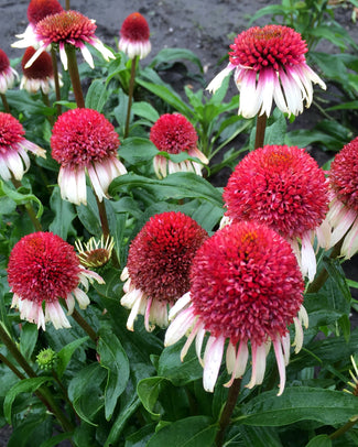 Echinacea 'Strawberry & Cream'