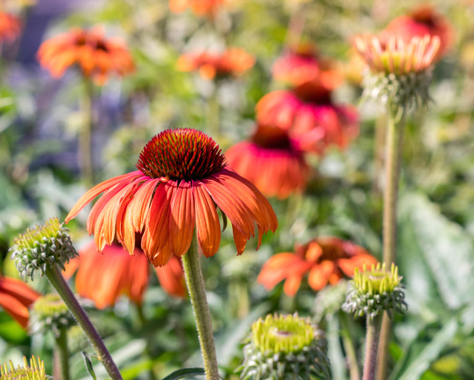 Echinacea 'Rainbow Marcella'