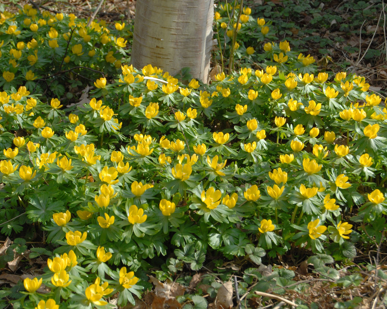 Eranthis hyemalis