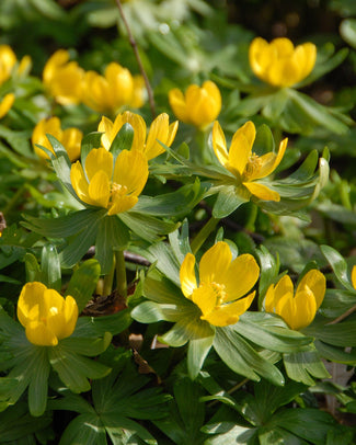 Flower Bulbshyemalis (Winter Aconite) Bulbs UK - 1