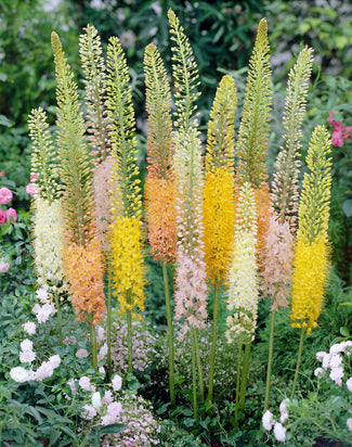 Eremurus bulbs