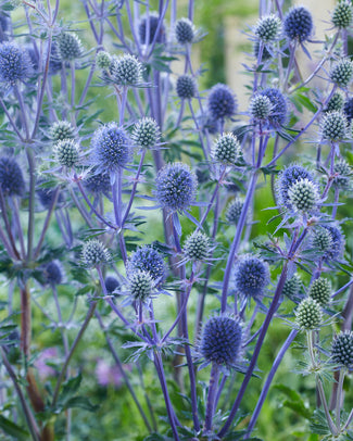 Eryngium (sea holly) bare roots