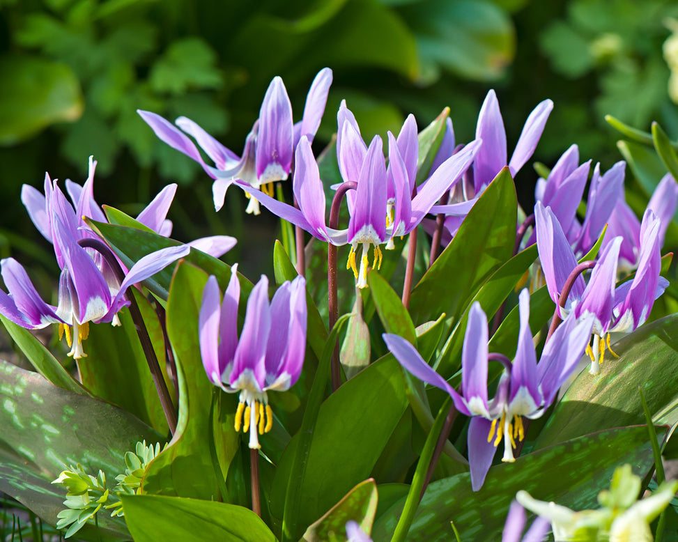 Erythronium 'Lilac Wonder'