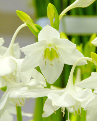 Eucharis bulbs (Eucharist Lily)