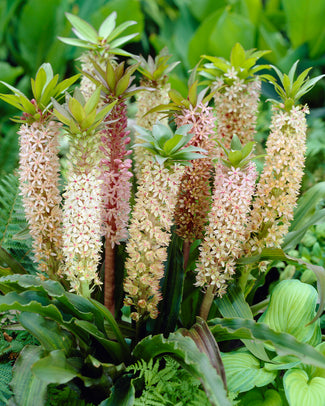 Eucomis bulbs (Pineapple Lily)