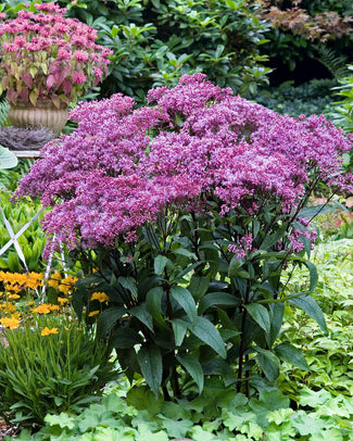 Eupatorium bare roots