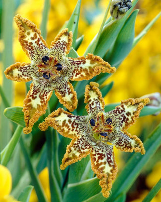 Ferraria bulbs