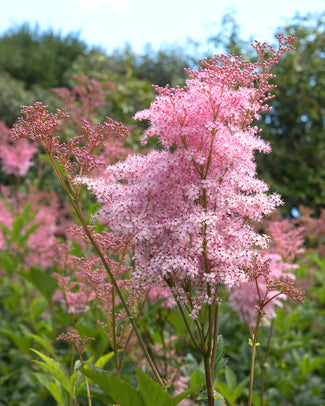 Filipendula bare roots