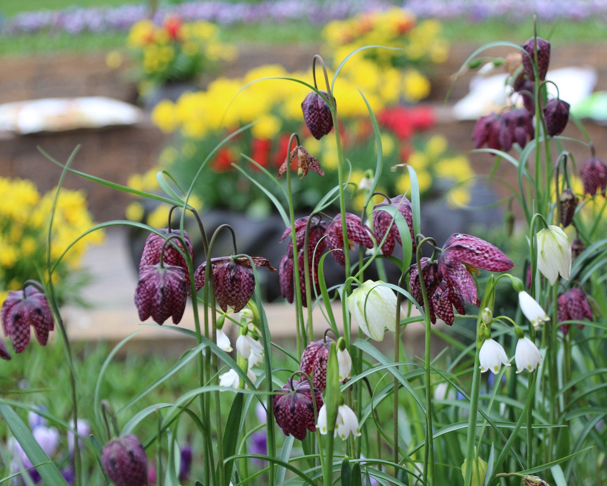 Fritillaria Meleagris 'Mix' Bulbs (Snake's Head Fritillary) — Buy ...