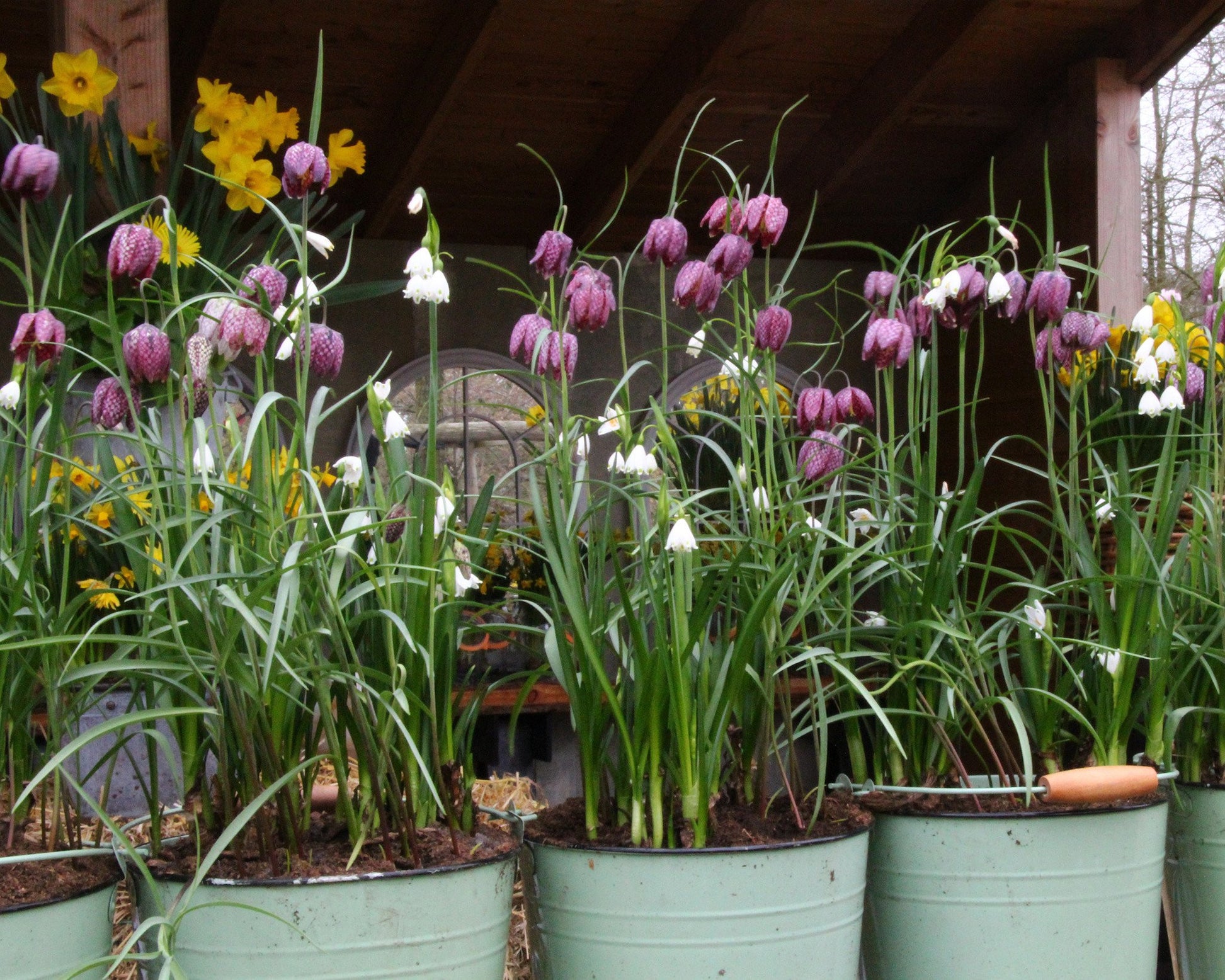 Fritillaria meleagris 'Mix' bulbs (Snake's Head Fritillary) — Buy ...