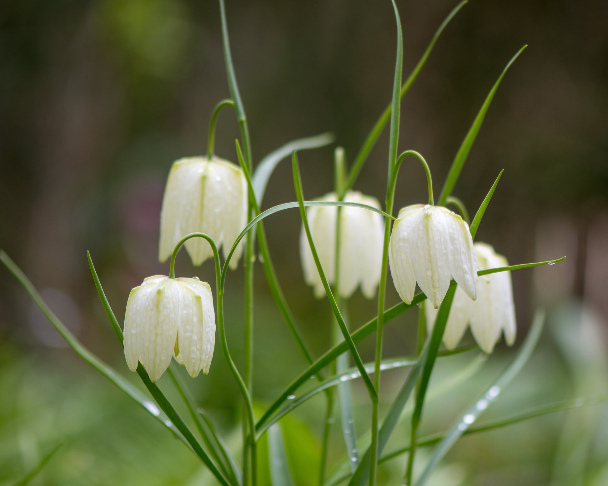 Fritillaria Meleagris 'Alba' Bulbs (snake's Head Fritillary) — Buy ...