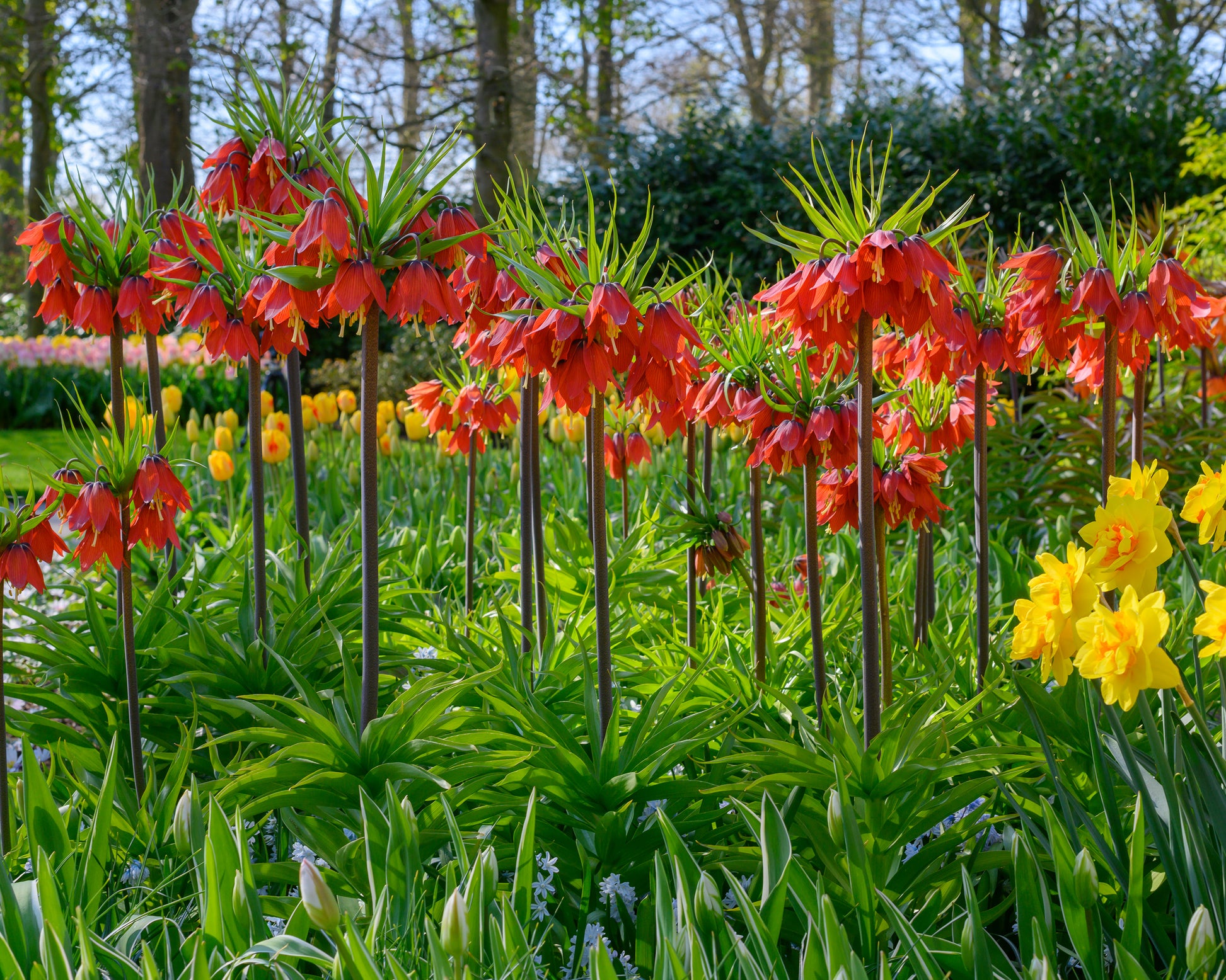 Fritillaria Imperialis 'Red Beauty' Bulbs — Buy Fiery Red Crown ...