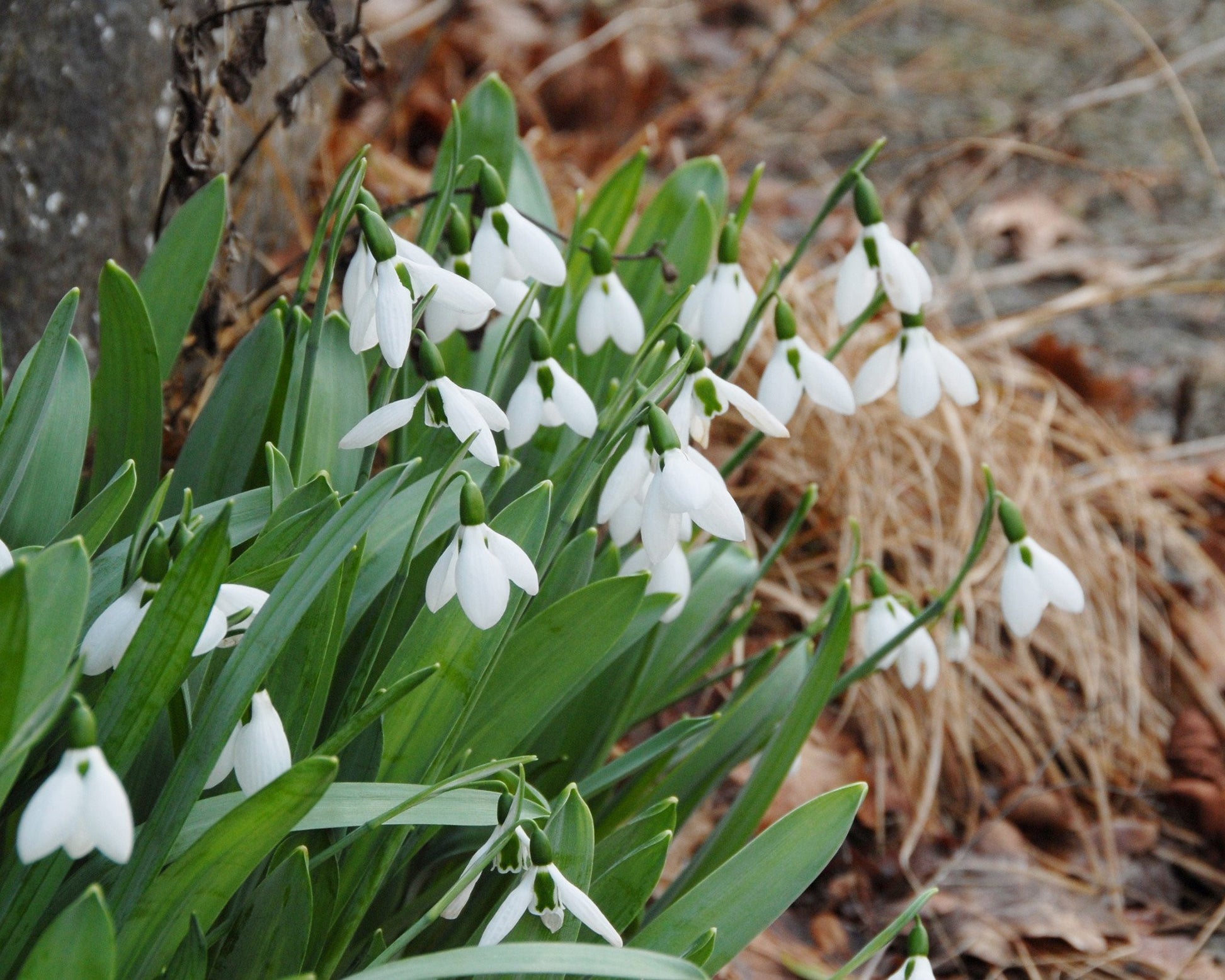 Galanthus elwesii bulbs — Buy online at Farmer Gracy UK