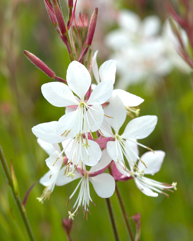 Gaura lindheimeri