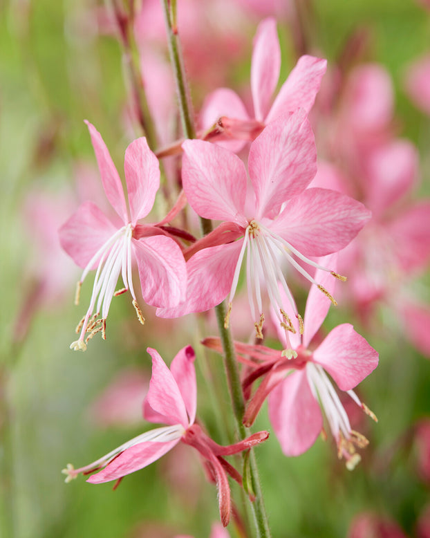 Gaura 'Siskiyou Pink'